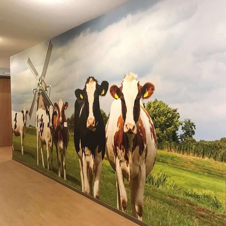 Fotobehang met koeien